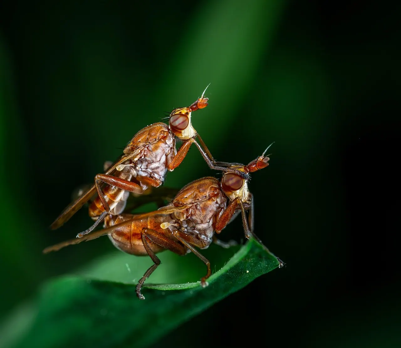 macro, invertebrate, insect, fly, leaflet. The practical 2027 guide to offline campaign measurement